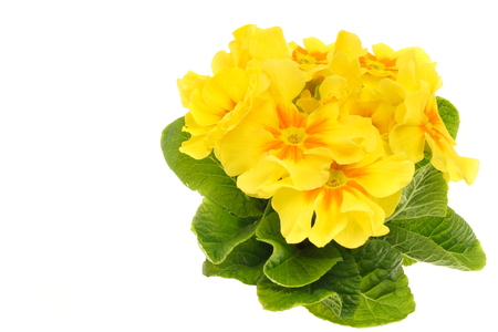 Beautiful fresh yellow primula flower on white background, you can write some text.の写真素材