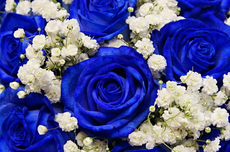 Beautiful decorative blue roses with white Gypsophila as wedding bouquet close upの写真素材