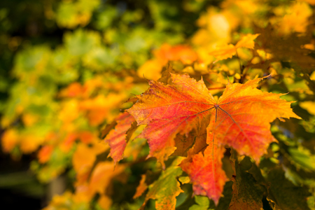 Maple leaves in autumnd coloursの写真素材