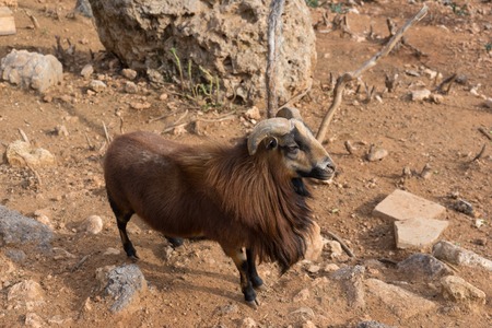 Shaggy wild goatの写真素材