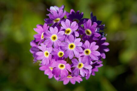 Many small violet flowersの写真素材