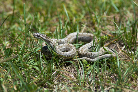 Small snakeの写真素材