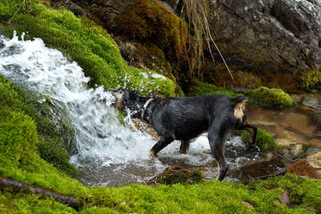 Dog drink from creekの写真素材