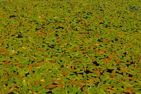 Algaes in lake background