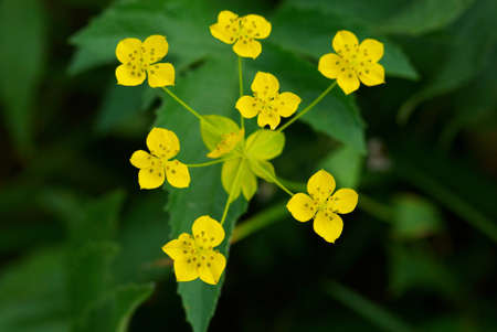 Many small wild yellow flowersの写真素材