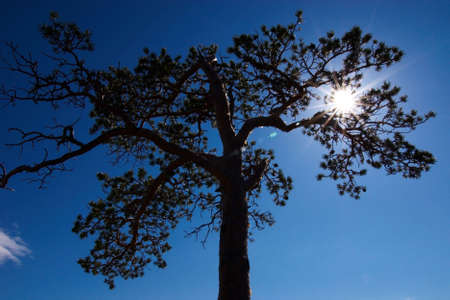 Sun and silhouette tree