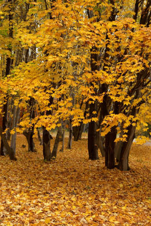 Autumn maple
