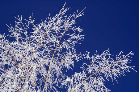Hoar-frost on birch and blue skyの写真素材