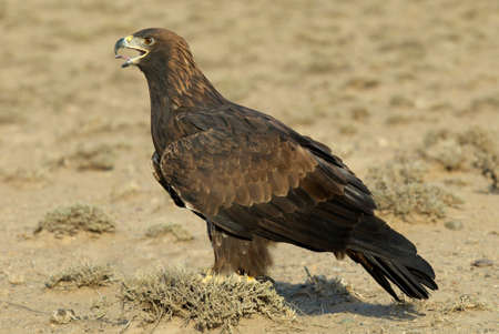 Golden Eagleの写真素材