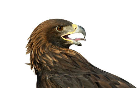 Golden Eagle isolated on whiteの写真素材