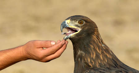 Golden Eagle and handの写真素材