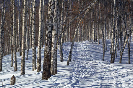 Foot path in winter birch forestの写真素材