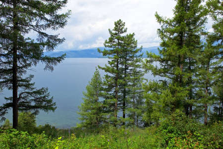 Pine forest beside likeの写真素材