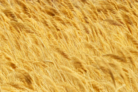 Yellow bulrushの写真素材