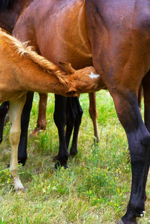 Nursing foalの写真素材