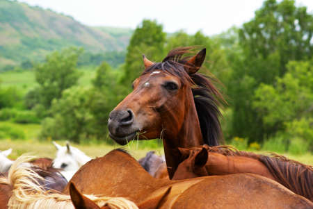 Horsesの写真素材