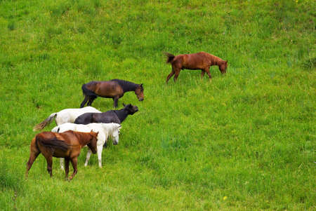 Horses on grassの写真素材