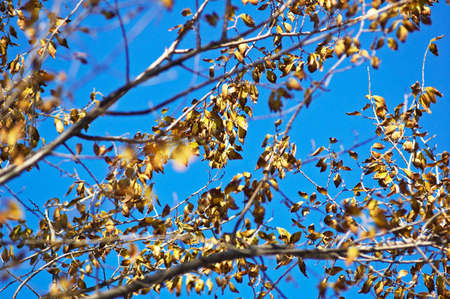 Autumn background