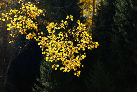 Autumn backgroundの写真素材