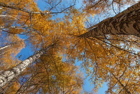 Autumn backgroundの写真素材