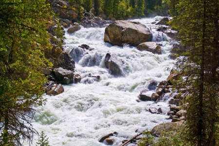 Wild mountain flowの写真素材