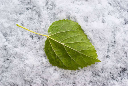 Green leaf and first snowの写真素材