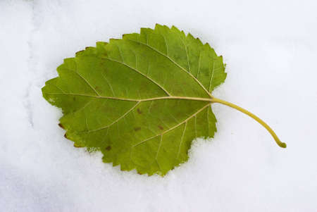 Green leaf and first snowの写真素材
