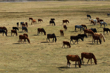 Wild horses in desert mountainsの写真素材