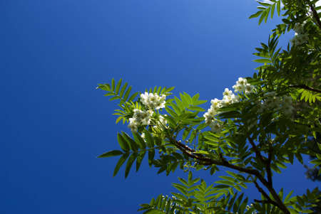 White flowers on tree an blue skyの写真素材