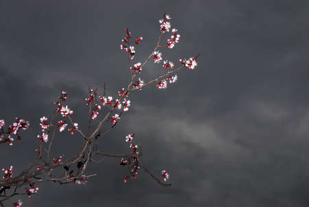 Flowers on apricot tree and storm skyの写真素材