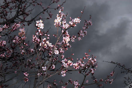 Flowers on apricot tree and storm skyの写真素材
