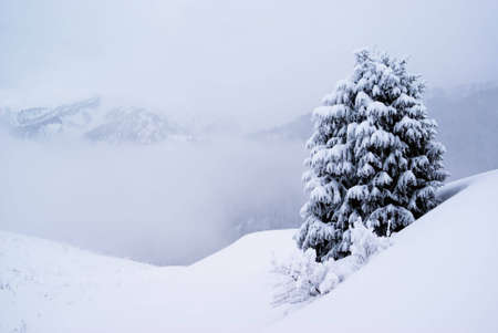 one pine tree in winter mountainsの写真素材