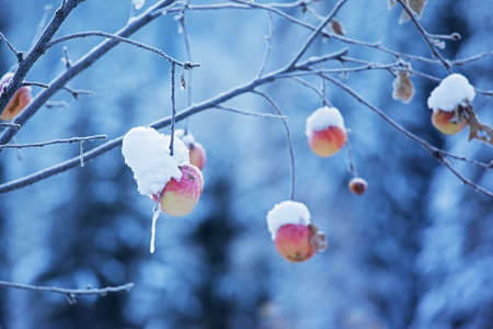 Apples on tree and first snowの写真素材