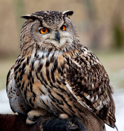 Portrait of an owl with orange eyeの写真素材