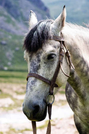 Portrait of a gray horse in the bridleの写真素材
