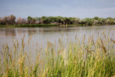 Riverside grass blowing on Syr Darya river, Kazakhstanの写真素材