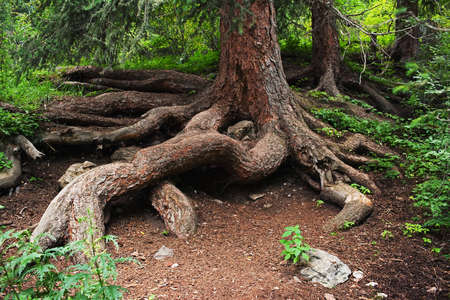 Pine tree root in summer mountain forestの写真素材