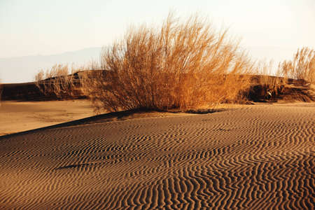 Shrub Saxaul (Haloxylon) grows in steppes of Central Asia, Kazakhstanの写真素材