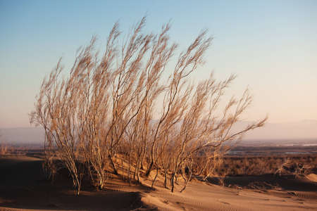 Shrub Saxaul (Haloxylon) grows in steppes of Central Asia, Kazakhstanの写真素材