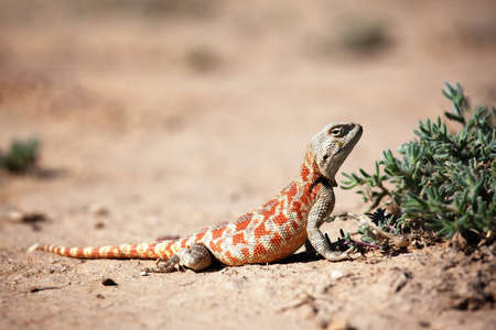 Lizard in desert of Central Asia, Kazakhstanの写真素材