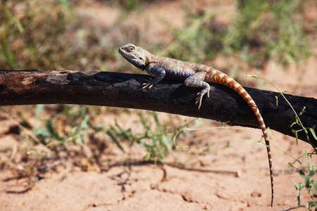 Lizard in desert of Central Asia, Kazakhstanの写真素材