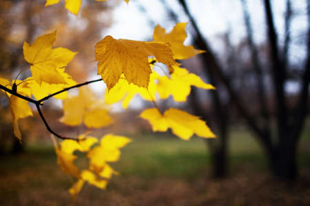 Autumn in the park on a cloudy dayの写真素材