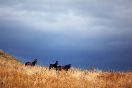 Three horses and storm skyの写真素材