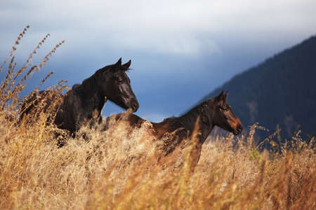 Two horses in mountain and storm skyの写真素材