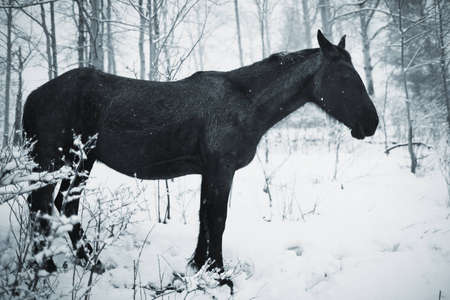 One black horse in winter forestの写真素材