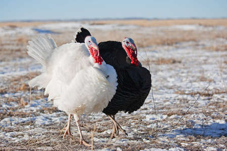 Black and white turkey in the winter field