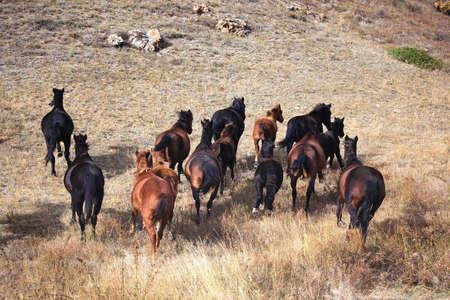 Runaway horses in mountains