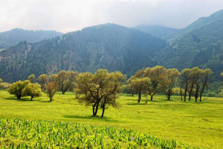 Group of trees in spring mountain meadowの写真素材