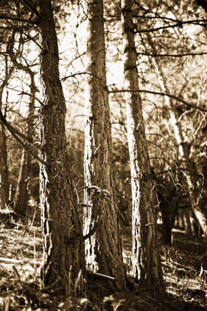 Three pines in the forestの写真素材