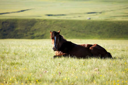 Horse lying in grass in the mountainsの写真素材